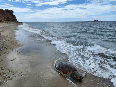 Εντοπίστηκε νεκρή θαλάσσια χελώνα στην περιοχή του Φάρου στο Μύτικα (pics)