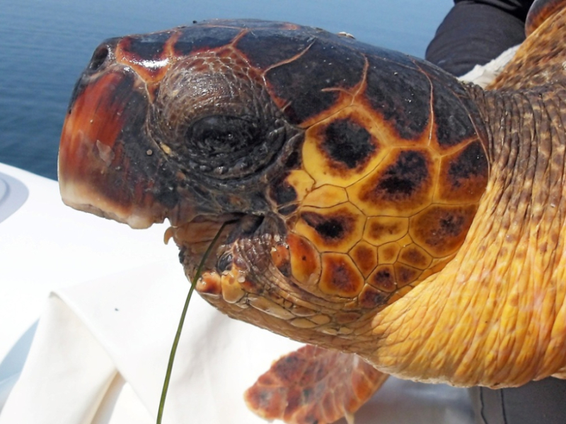 Απίστευτη ιστορία επιβίωσης: Mια caretta caretta επιβιώνει στον Αμβρακικό χωρίς κάτω γνάθο για τουλάχιστον 6 χρόνια