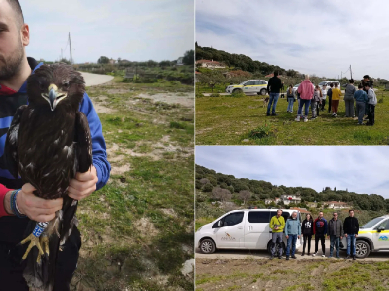 Απελευθέρωση στικταετού στο Εθνικό Πάρκο Υγροτόπων Αμβρακικού