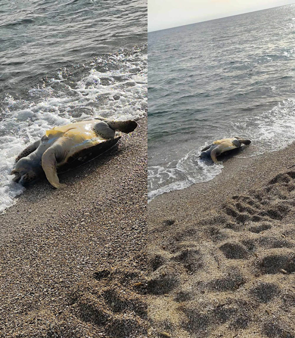 Νεκρή θαλάσσια χελώνα εντοπίστηκε στο Κανάλι