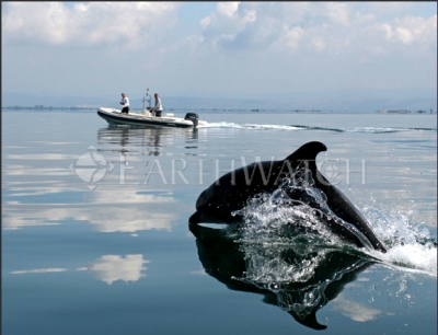 Ινστιτούτο Earthwatch: «Τα δελφίνια του Αμβρακικού εκπέμπουν SOS»